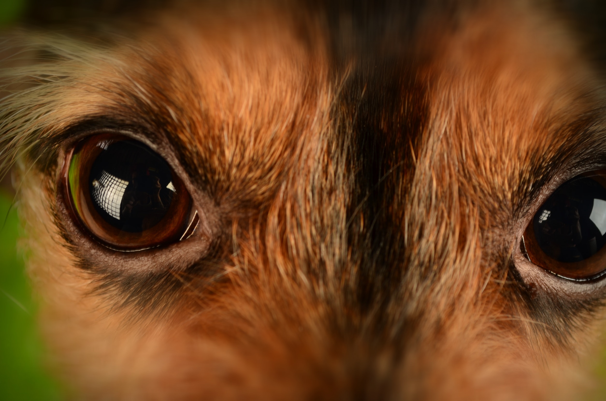 Cho chó ăn - chế độ ăn uống và thị lực: Việc chăm sóc sức khỏe của thú cưng là rất quan trọng và chế độ ăn uống đóng vai trò rất lớn trong việc đảm bảo sự khỏe mạnh của chó cưng. Tìm hiểu về chế độ ăn uống cho chó và thực phẩm tốt cho sức khỏe của mắt để giúp chó của bạn có một cuộc sống khỏe mạnh và hạnh phúc.