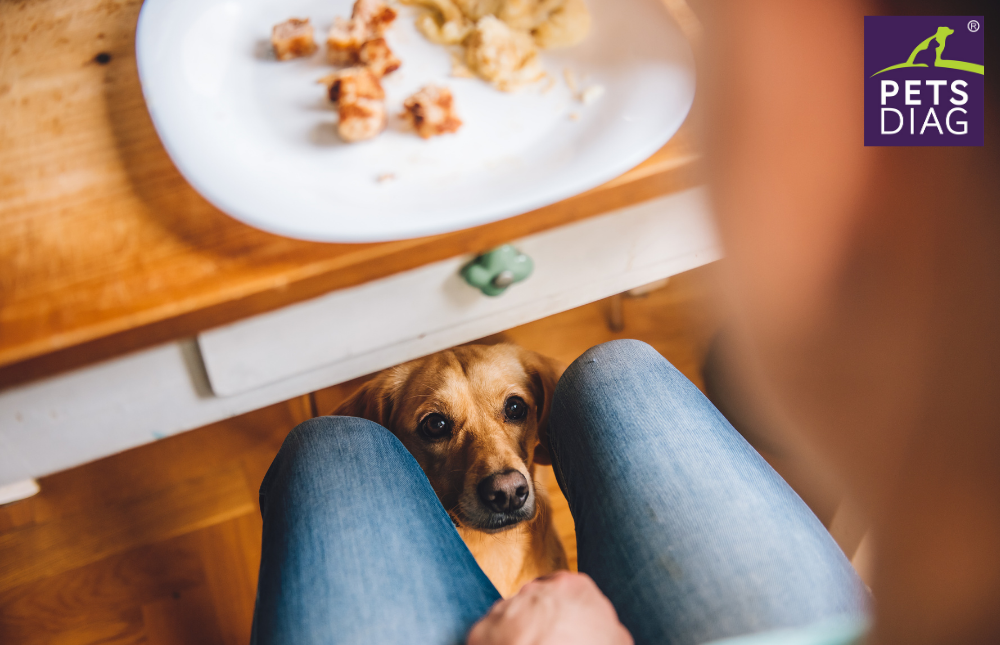 Verbotene Snacks was und warum Sie Ihren Hund nicht füttern sollten